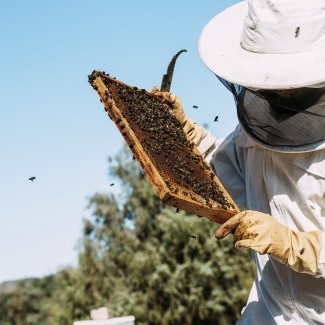 Apiculture - Enseignement d’excellence professionnalisant