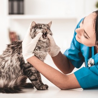 Formation éducateur comportementaliste