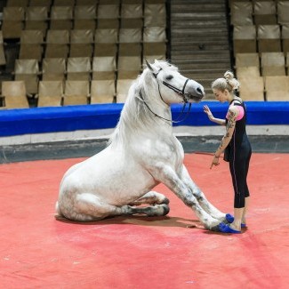 Formation éducateur comportementaliste