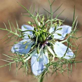 BTSA GPN (Gestion et production de la nature)