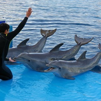 Formation éducateur comportementaliste